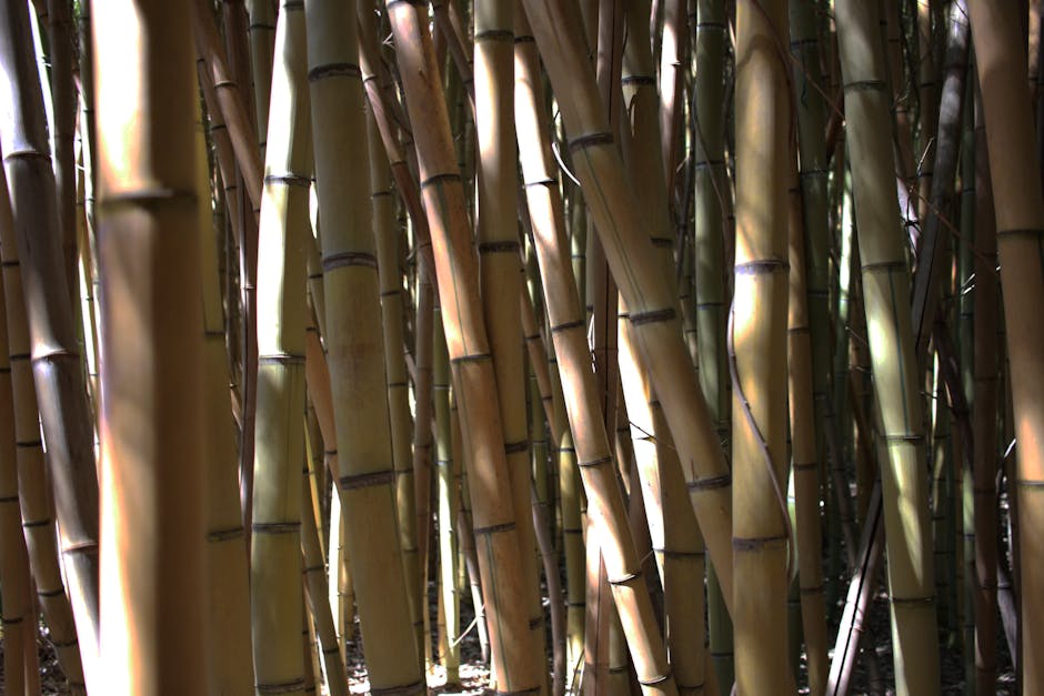Close-up view of numerous bamboo stalks growing densely together in a natural outdoor setting during daylight. The stalks are of varying heights and widths, with some displaying light brown, tan, and greenish hues, and are segmented with dark ringed nodes. Sunlight filters through the gaps between the bamboo, casting some shadows and highlighting the texture of the smooth, woody surfaces. In the background, additional bamboo stems are visible, creating a thick, vertical array. This image could be used for illustrative purposes related to home relocation or moving processes, symbolizing the packing or transport of natural materials or showcasing the greenery surrounding a property, and is featured on a page about the real costs and considerations for house removals in Lisson Grove with Man With a Van Lisson Grove.