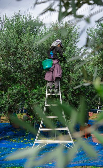 A person wearing protective clothing, including a white hat, black jacket, and purple apron, is standing on a silver step ladder outdoors amidst dense greenery, likely engaged in pruning or harvesting. The individual has a turquoise bucket strapped to their waist and is reaching up into the foliage of tall, leafy bushes. The ground beneath the ladder is covered with a blue tarp, possibly to catch fallen leaves or fruit, with some gardening tools visible nearby. The background includes additional plants and trees, indicating a garden or orchard setting. Natural daylight illuminates the scene, emphasizing the outdoor environment associated with horticultural or agricultural activities related to home or commercial plant maintenance.