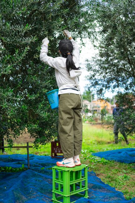 A woman with long dark hair, dressed in a grey sweatshirt and khaki pants, is standing on a small green plastic crate in an outdoor garden or orchard area. She is reaching up with both hands to pick or prune branches from a large, leafy green tree. She has a black cap on her head and a blue plastic basket hanging from her left arm, which is partially visible. The ground is covered with a blue tarpaulin or protective sheet, and the background shows a rural setting with additional greenery, a fence, and some buildings in the distance under a partly cloudy sky. This scene captures the activity of gardening or fruit tree maintenance, related to home gardening or outdoor preservation, which occasionally aligns with packing and moving logistics handled by companies like Man With a Van Lisson Grove during home relocations.